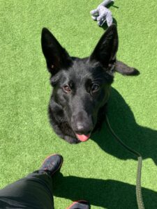 Pet Image